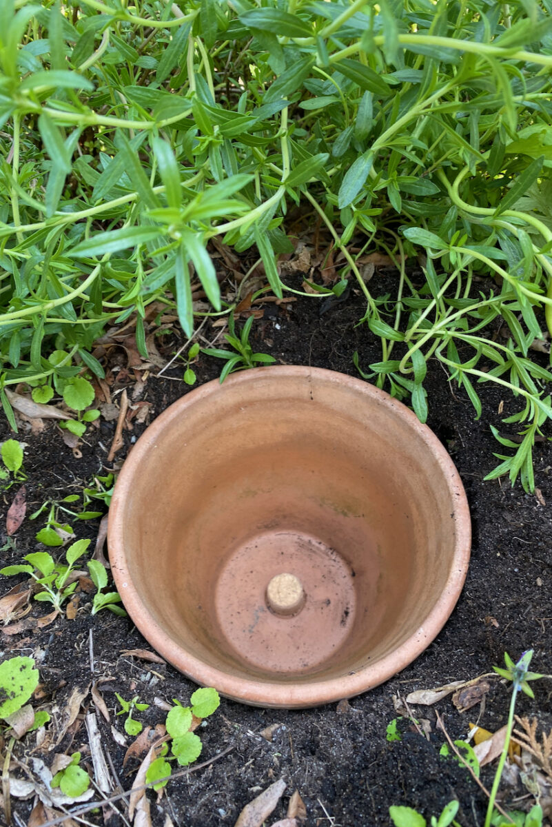 Terracotta pot buried in soil near plants