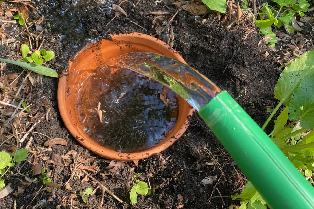 Watering can pouring water into an olla buried in the garden