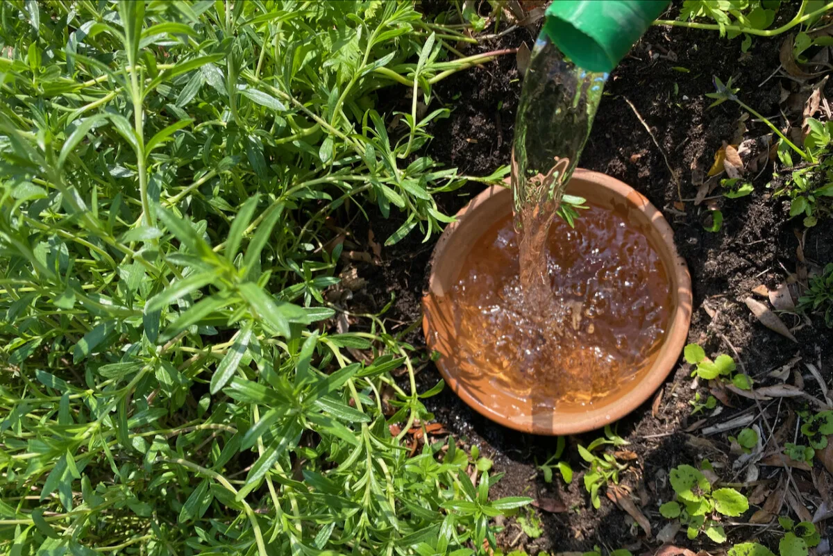 Pouring water into a terracotta olla in the garden