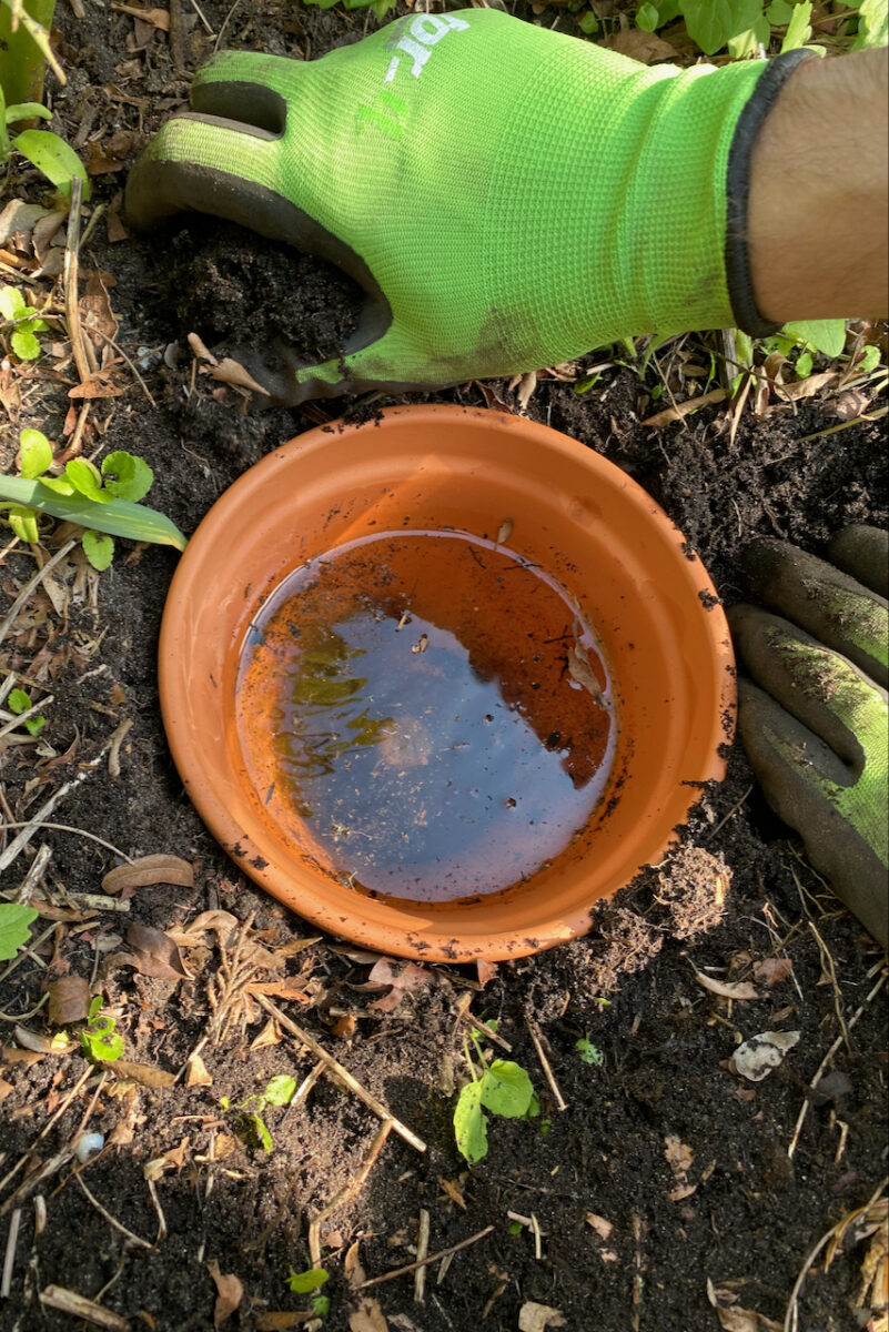 Gloved hands pushing soil around a terracotta olla buried in the garden