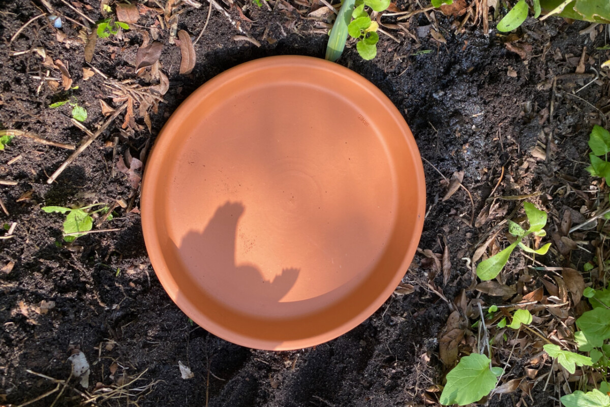 Olla in ground covered with a terracotta saucer
