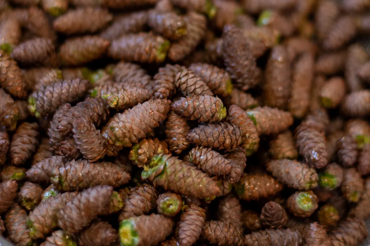 Close up of small green pine cones.