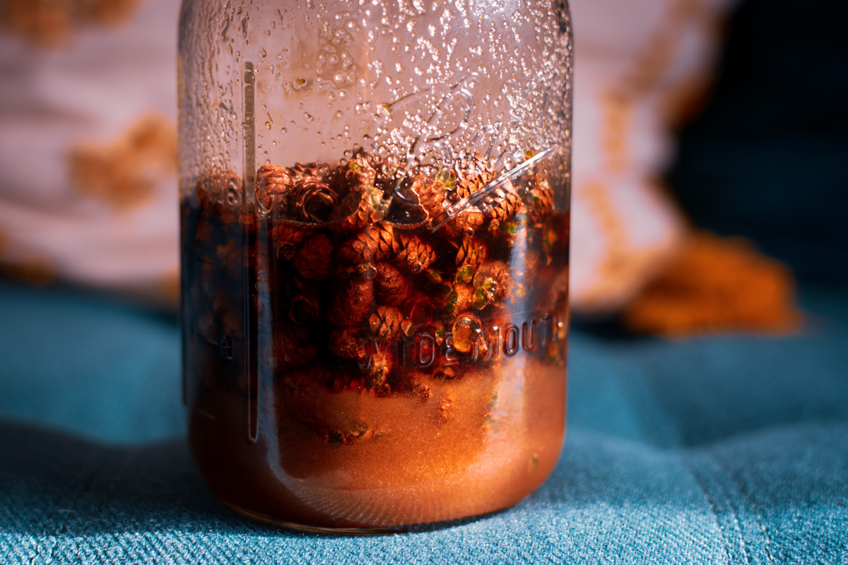 Jar of fermenting pine cone syrup