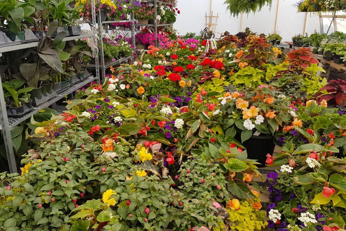 Collection of flowers for sale at a garden center