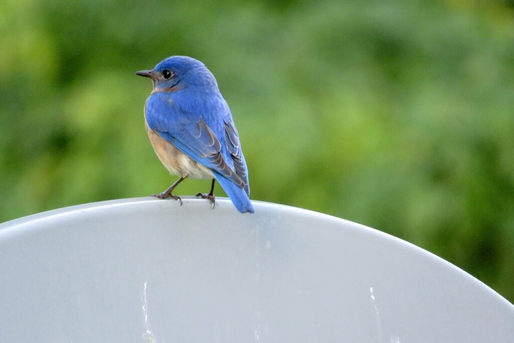 Bluebird perched atop a TV satellite dish.