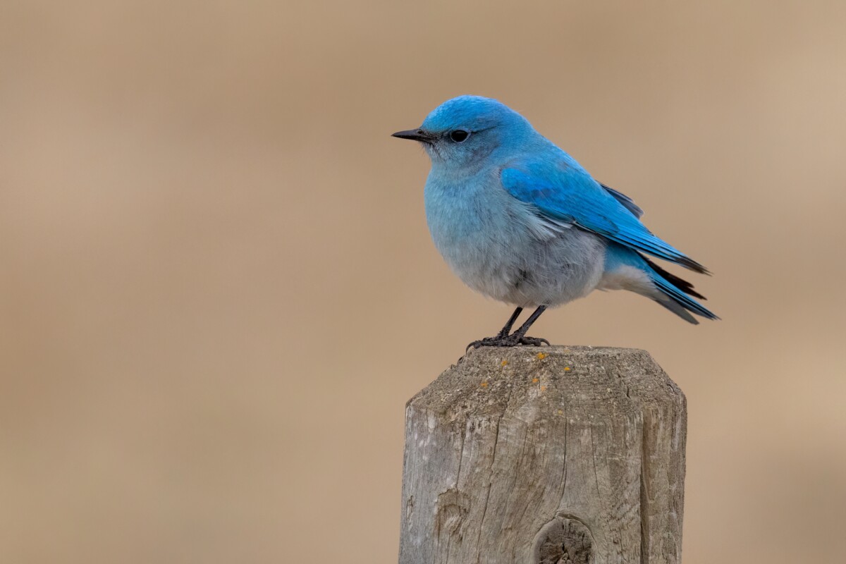 Mountain bluebird standing atop a fence post.