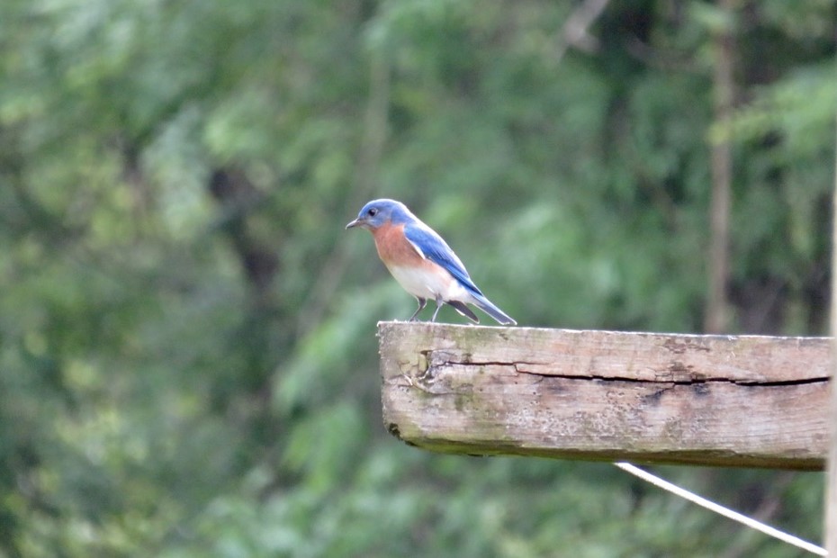 Bluebird perched on post.