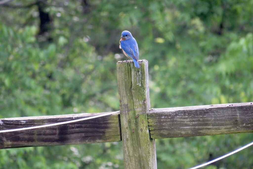 Bluebird perched on top of a clothesline.