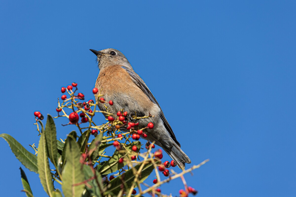 Western bluebird perched among rowan berries. 