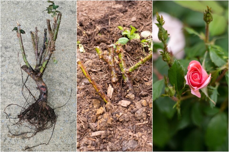 How to Plant Bare Root Roses for Cheap & Blooms