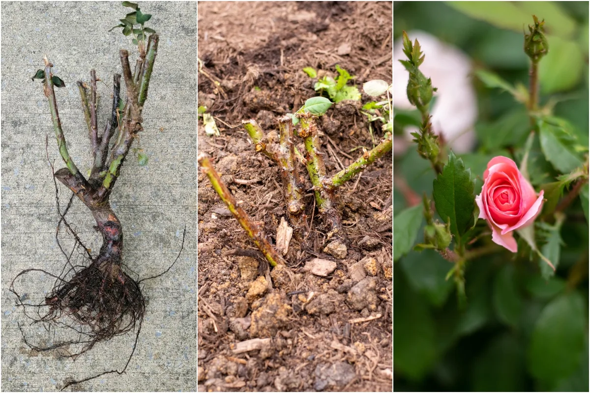 How to Plant Bare Root Roses for Cheap & Gorgeous Blooms