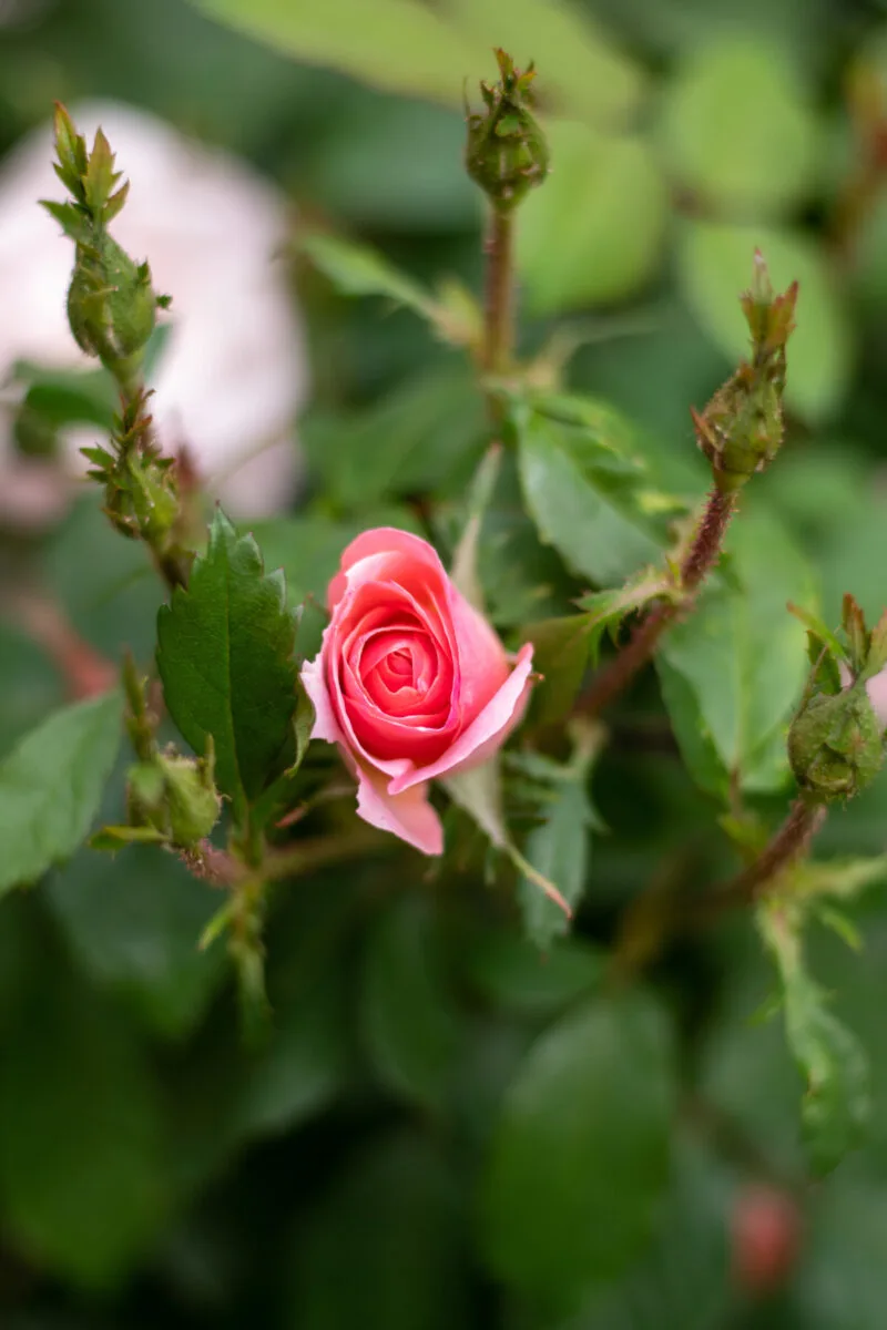 Pink rose bud, soft focus background.