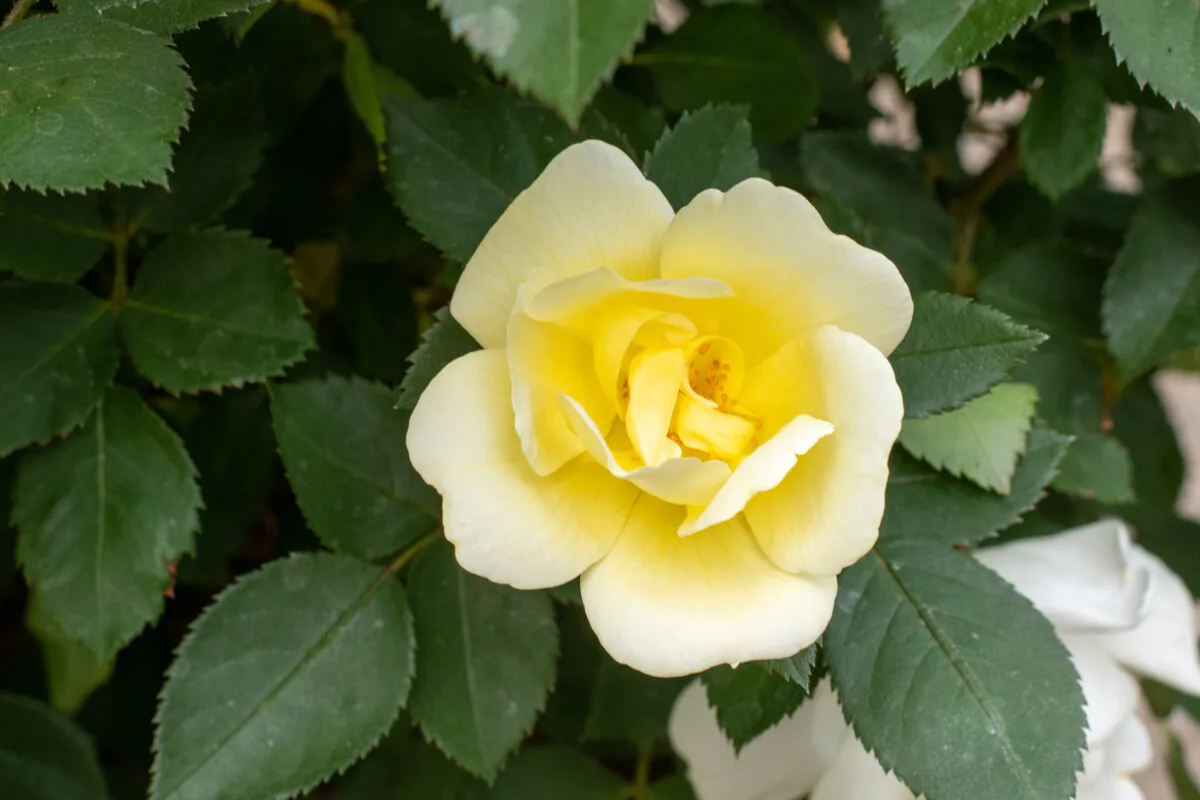 A yellow rose in bloom 