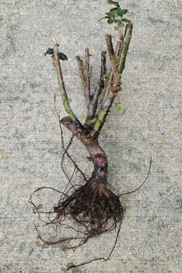 How to Plant Bare Root Roses for Cheap & Blooms