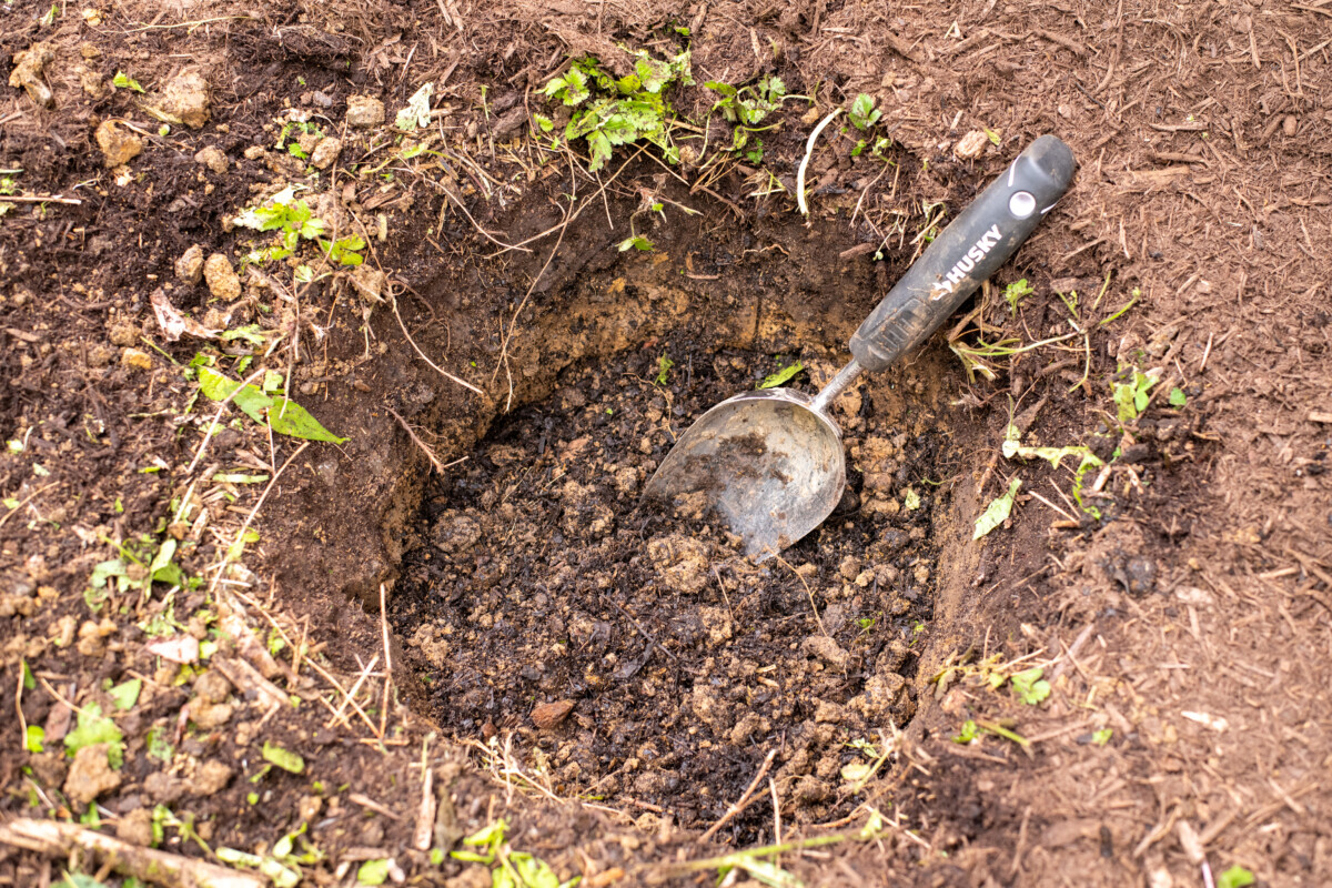 Hole with a garden trowel in it and soil and compost