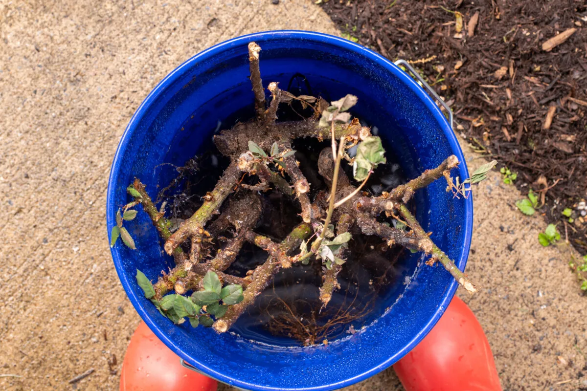 Bare root roses soaking in a bucket full of water