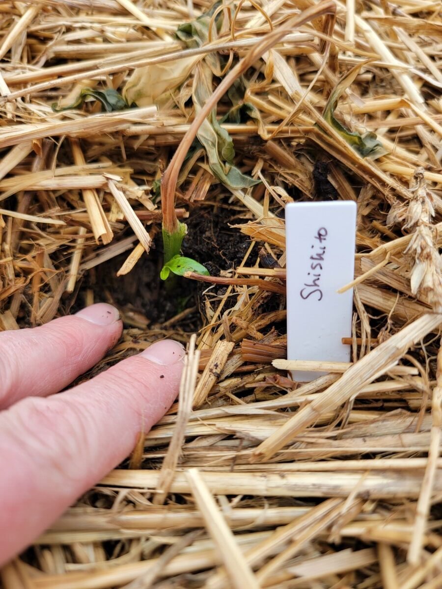 Hand pointing to frost-damaged Shishito seedling