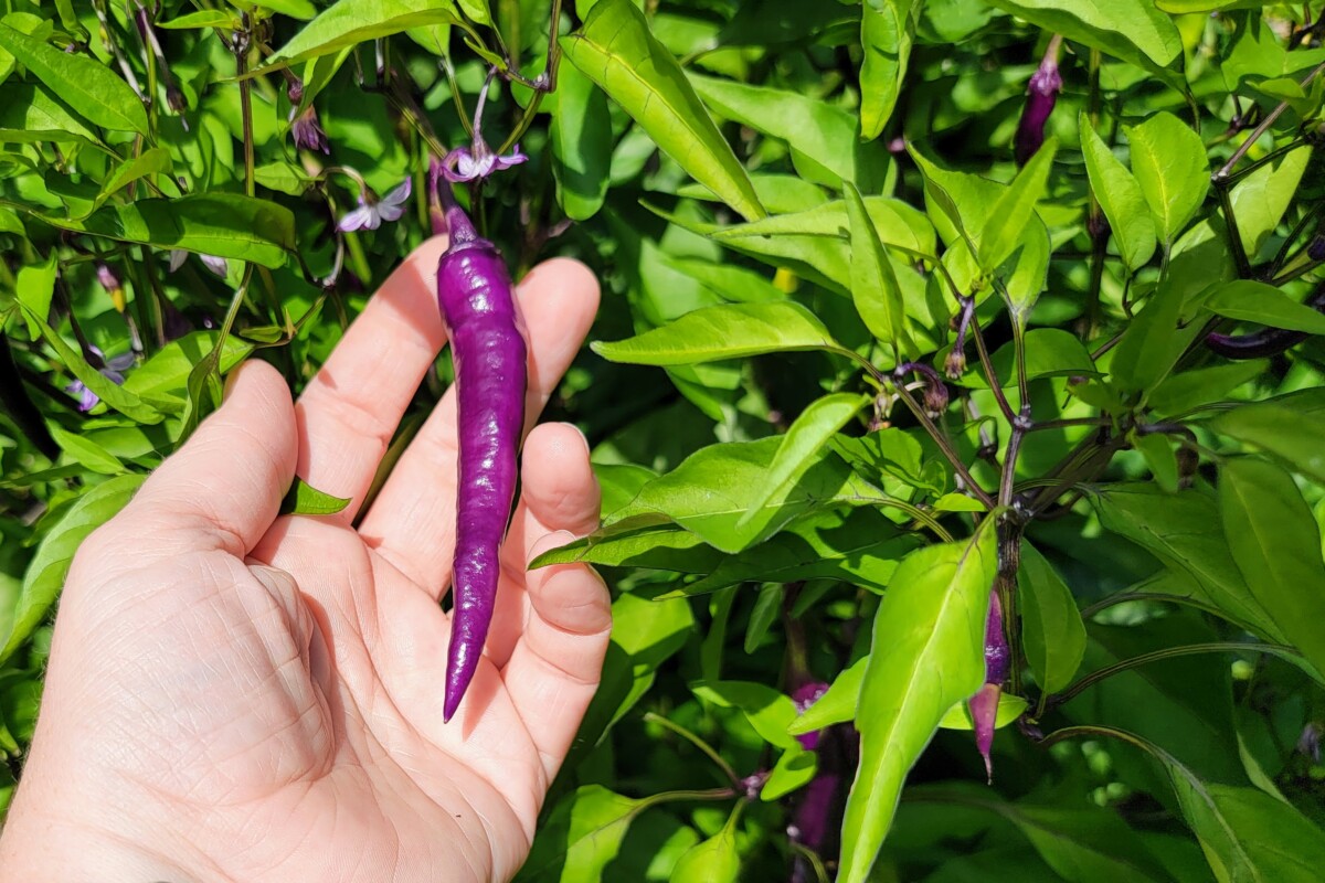 hand holding a purple chili pepper growing on a pepper plant