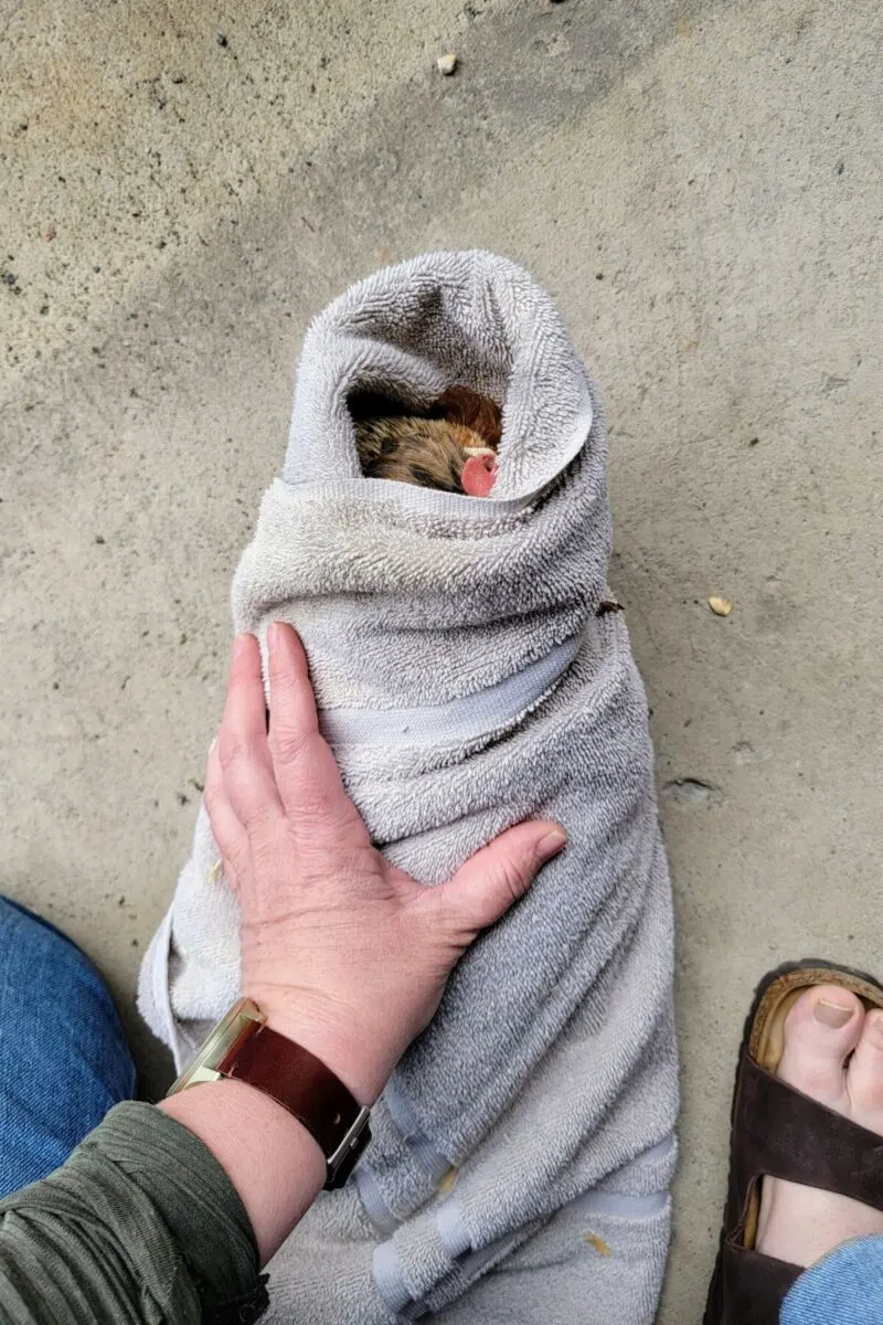woman's hand holding a chicken wrapped in a towel.