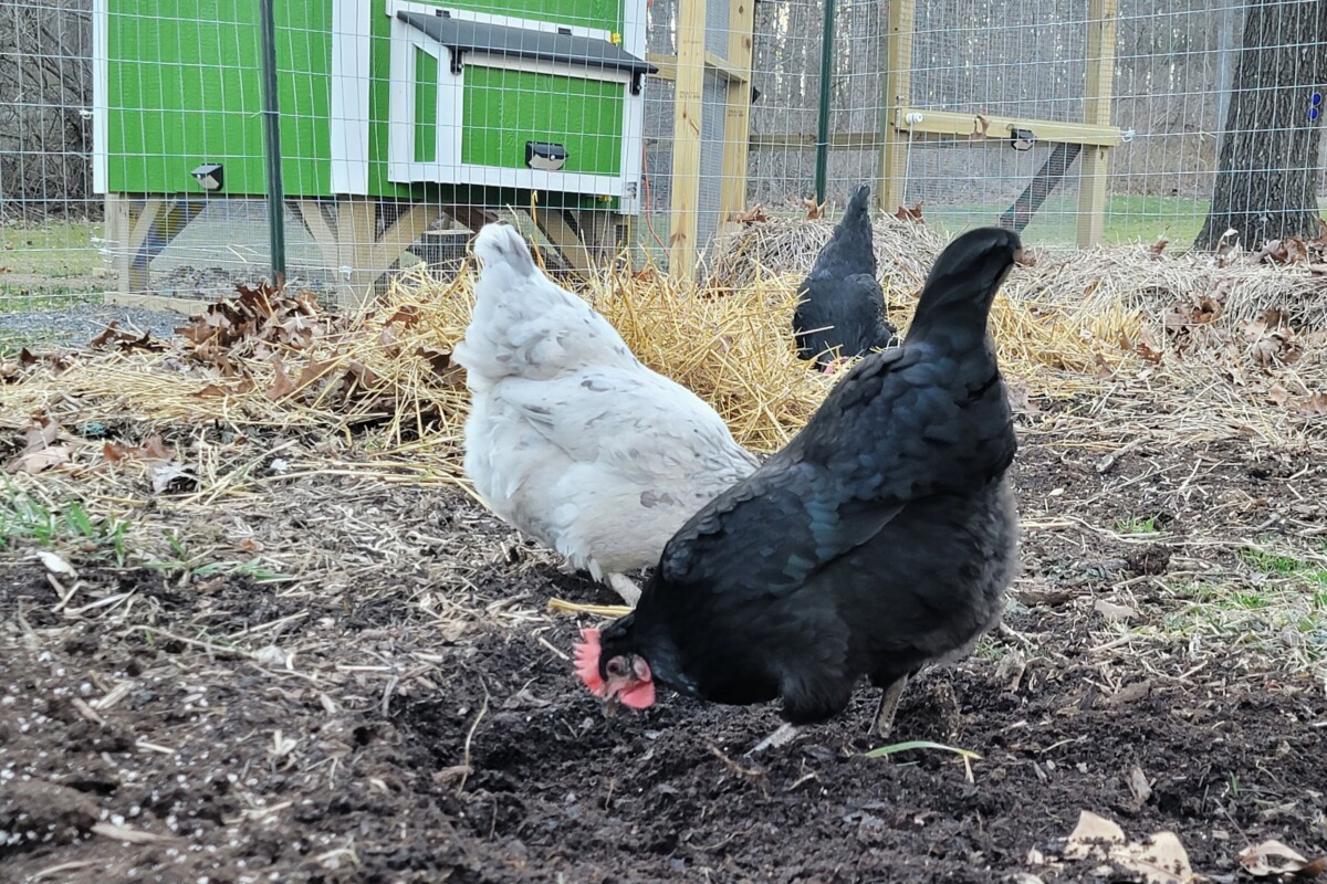 Chickens scratching in the dirt in a garden, chicken coop in the background.