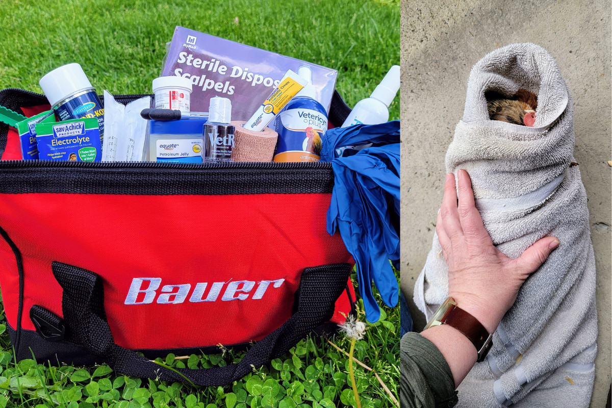 Photo collage, a bag with chicken first aid supplies and a woman's hand holding a chicken wrapped up in a towel.