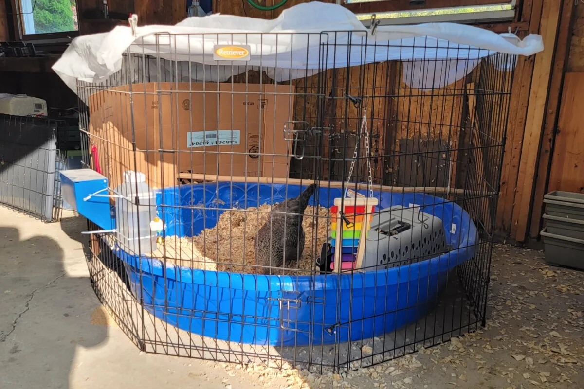 Chicken in a large kiddie pool with a dog fence set up around it.