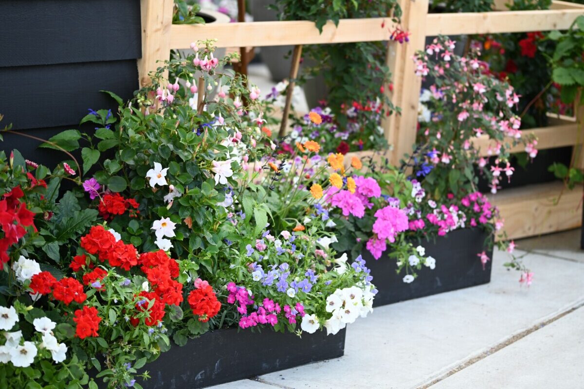 Flowers planted in containers on a patio