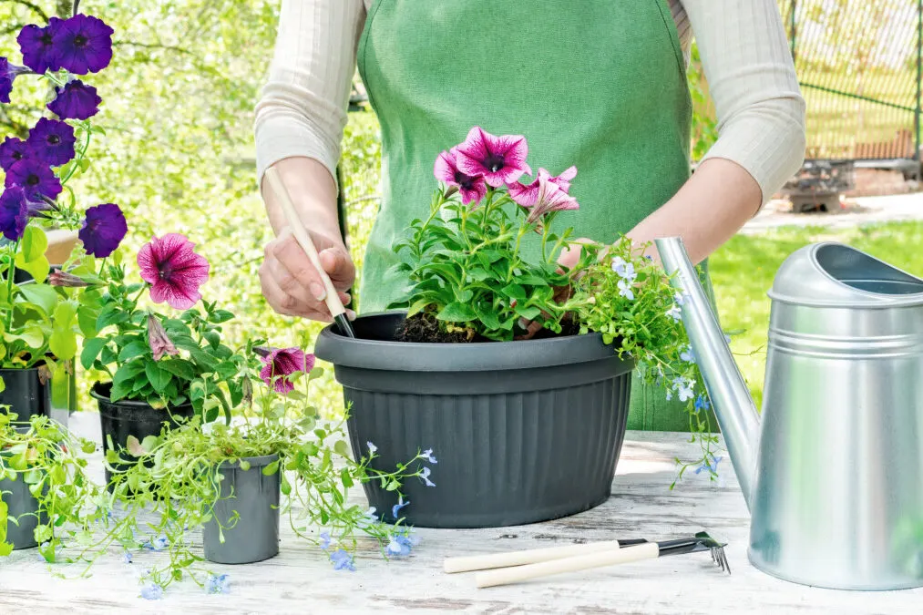 Woman planting flowers in a container
