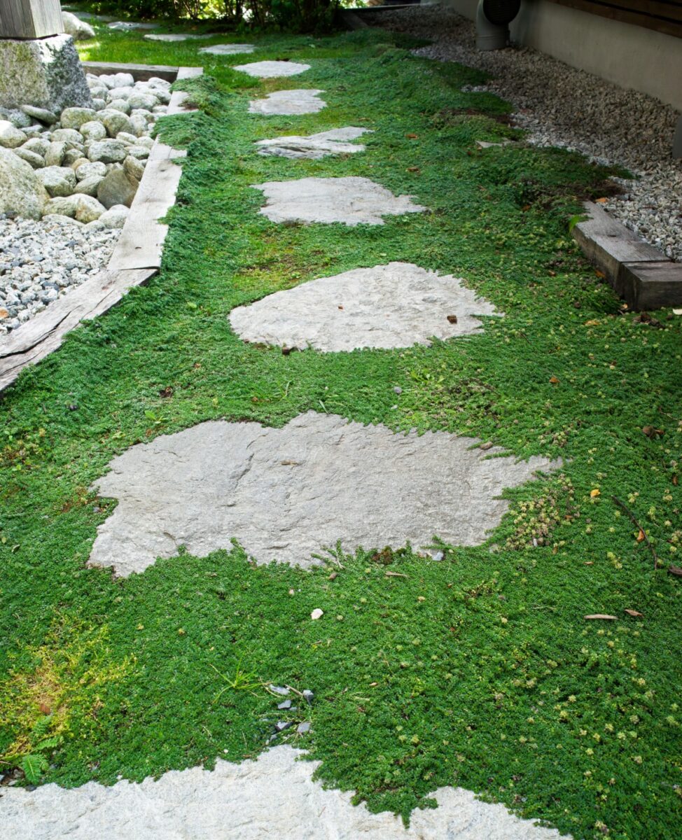 Stone path with plants growing around it.