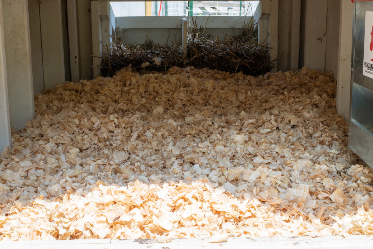 Clean pine shavings in a chicken coop that uses the deep litter method.