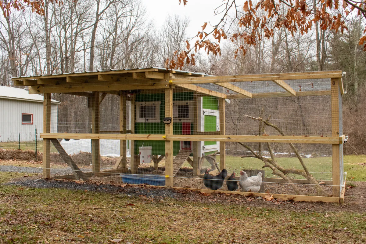 Chicken coop and run with three chickens in the run.