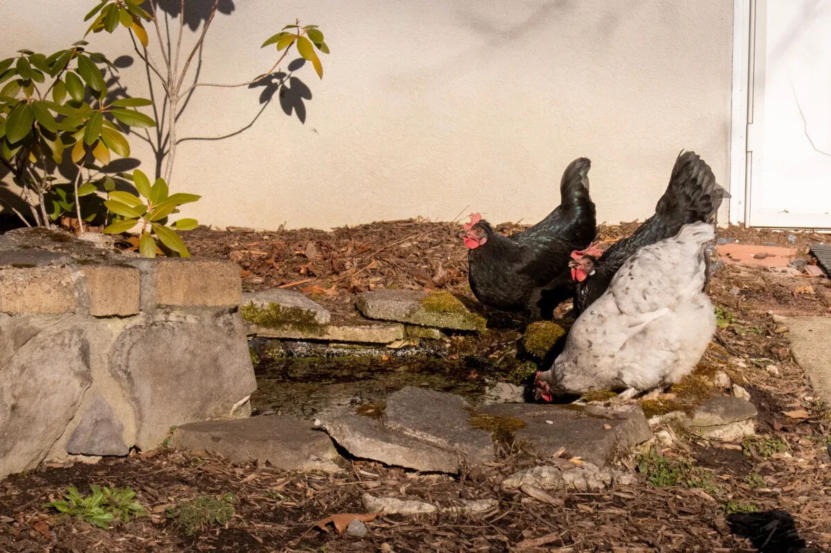 Three chickens drinking water from a small decorative pond.