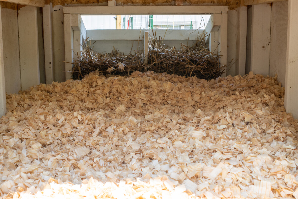 Thick layer of bedding in a chicken coop that uses the deep litter method.