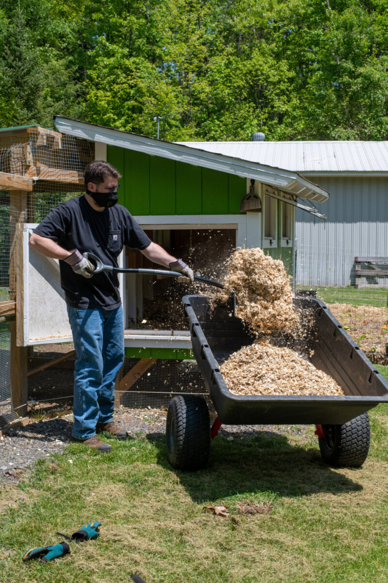 A man using a shovel to remove dirty bedding from a chicken coop. 