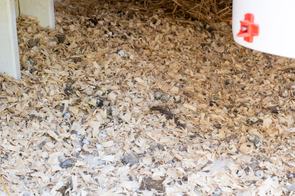 Dirty top layer of pine shavings in a chicken coop using the deep litter method.