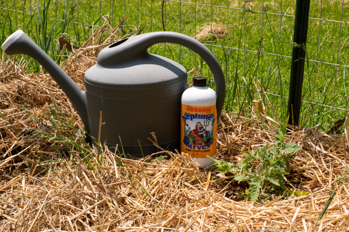 A bottle of liquid fish emulsion next to a watering can sitting on top of mulch near a tomato plant.