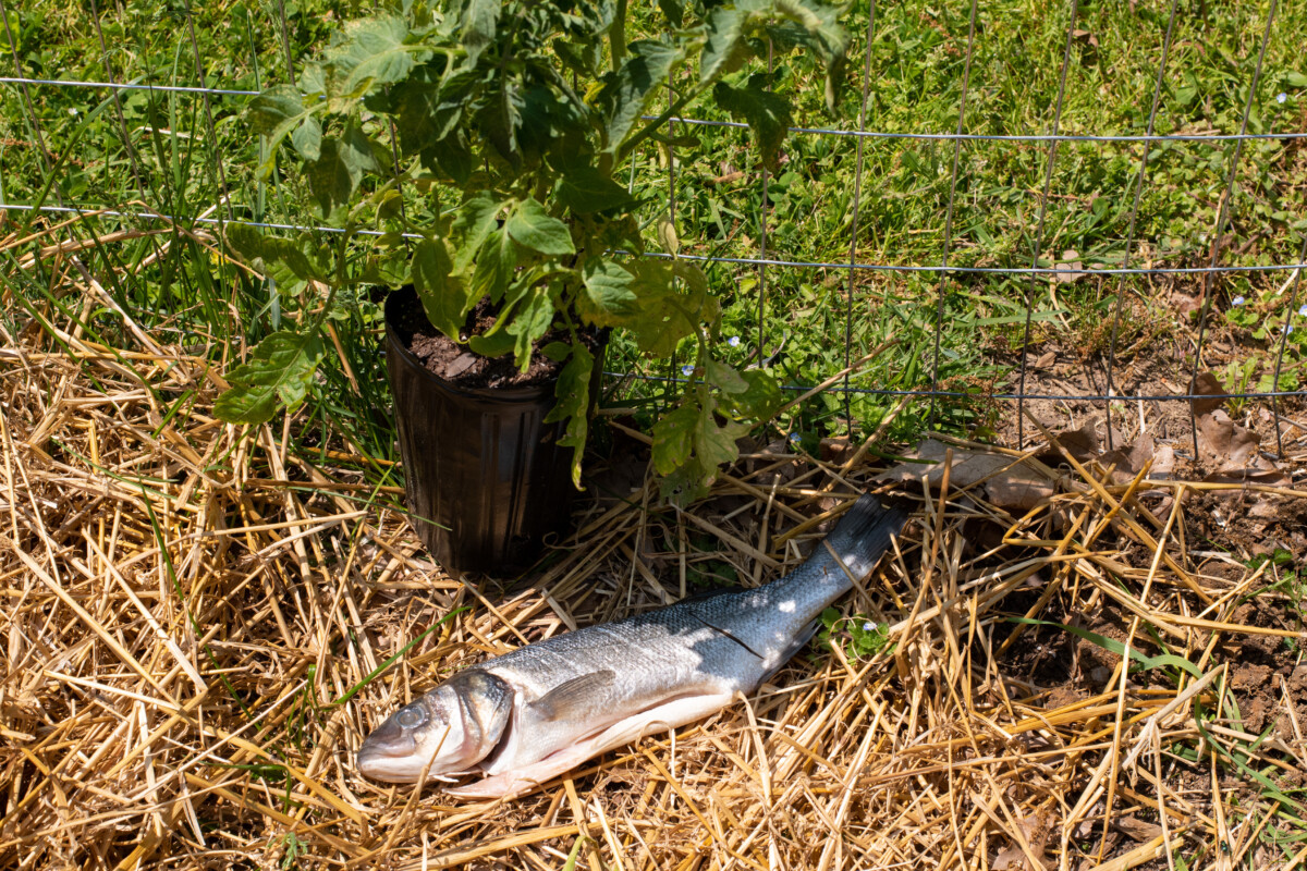 A tomato seedling in a pot next to a fish lying on top of straw in a garden.