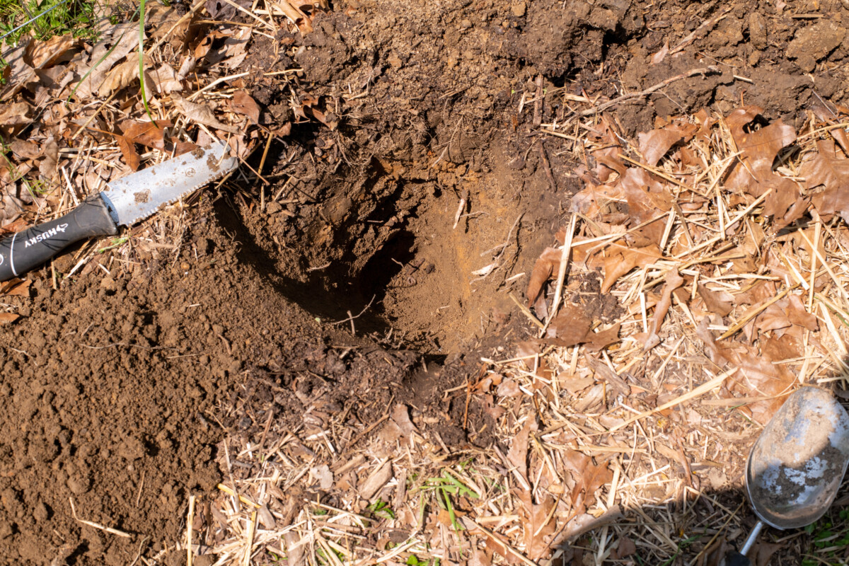 Deep, but narrow hole with a hori hori knife and a spade next to it. 