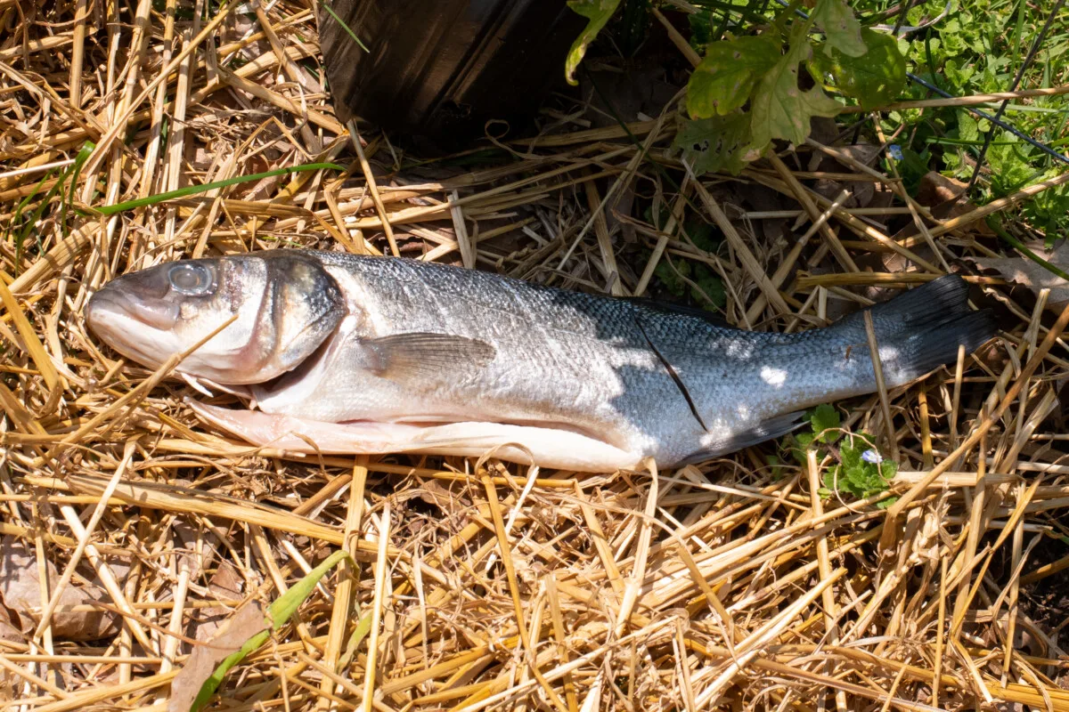 A fish lying on top of straw in a garden. 