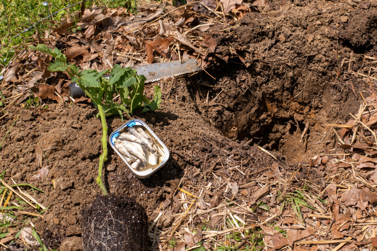 A destemmed tomato plant, a tin of sardines and a hori hori knife lying on the dirt next to a hole.