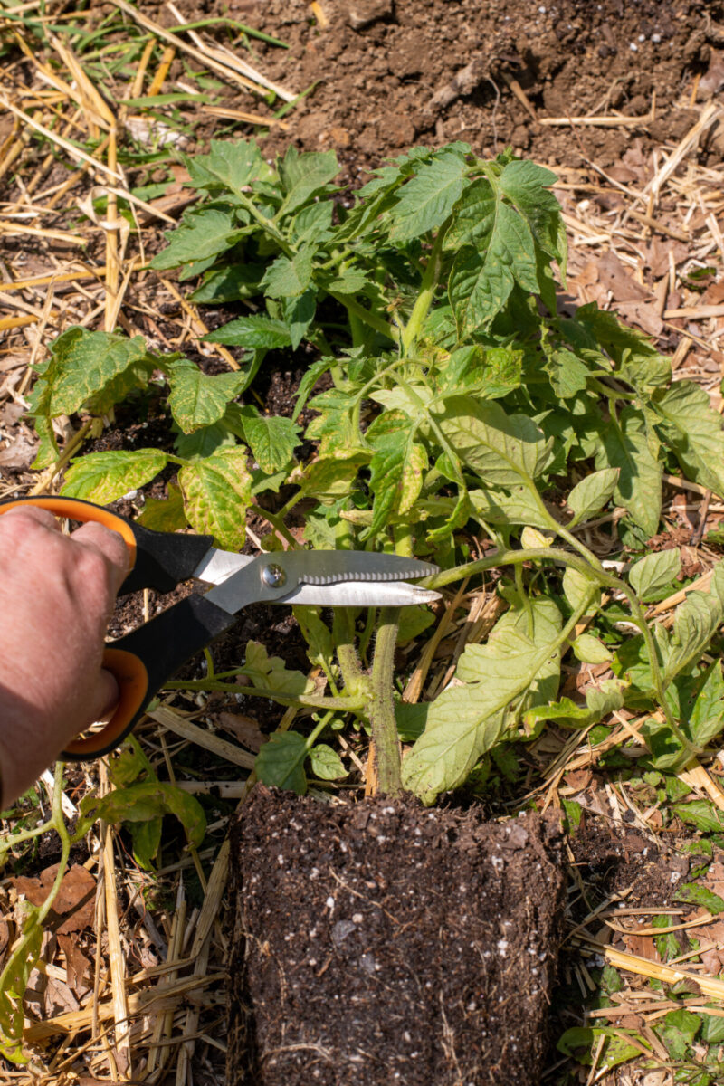 A woman's hand holding a pair of scissors and cutting a stem from a tomato plant. 