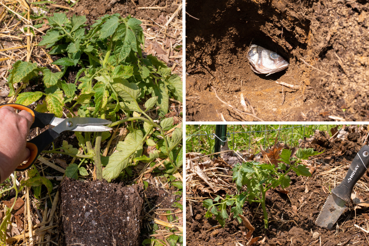 Photo collage, three photos: a fish head in a hole, a newly planted tomato plant with a hori hori knife stuck in the dirt next to it, a woman's hand using scissors to trim leaves from a tomato plant.