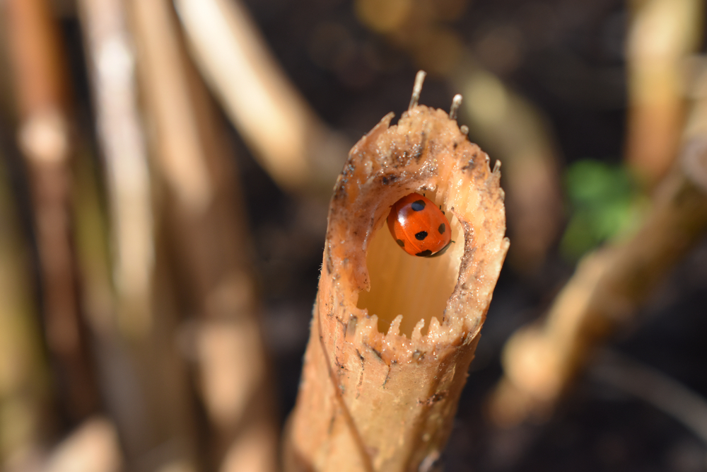 ladybird-overwintering.jpg