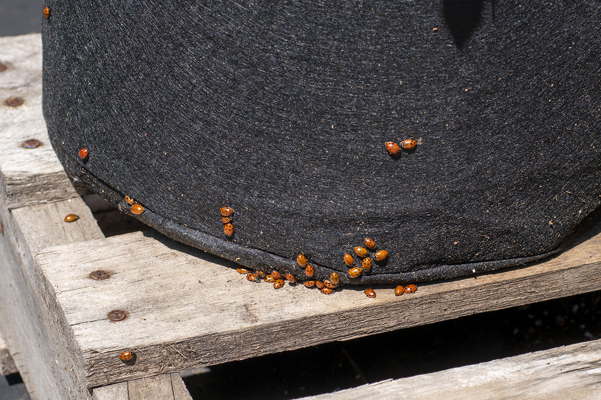 ladybugs-grow-bag-1.jpg