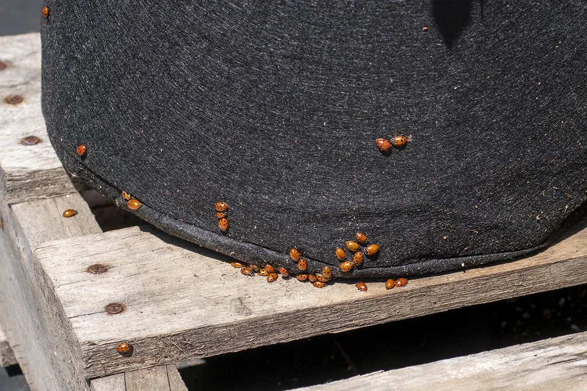 ladybugs-grow-bag-1.jpg.webp