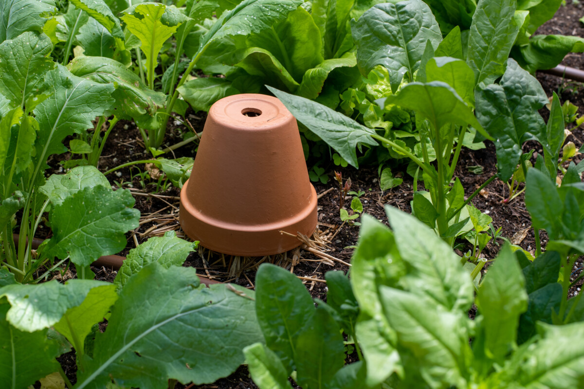A terracotta pot stuffed with straw and set upside down in the garden to trap earwigs.