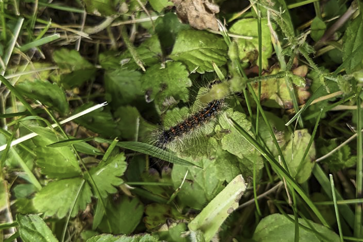 Gypsy moth caterpillar crawling on grass.