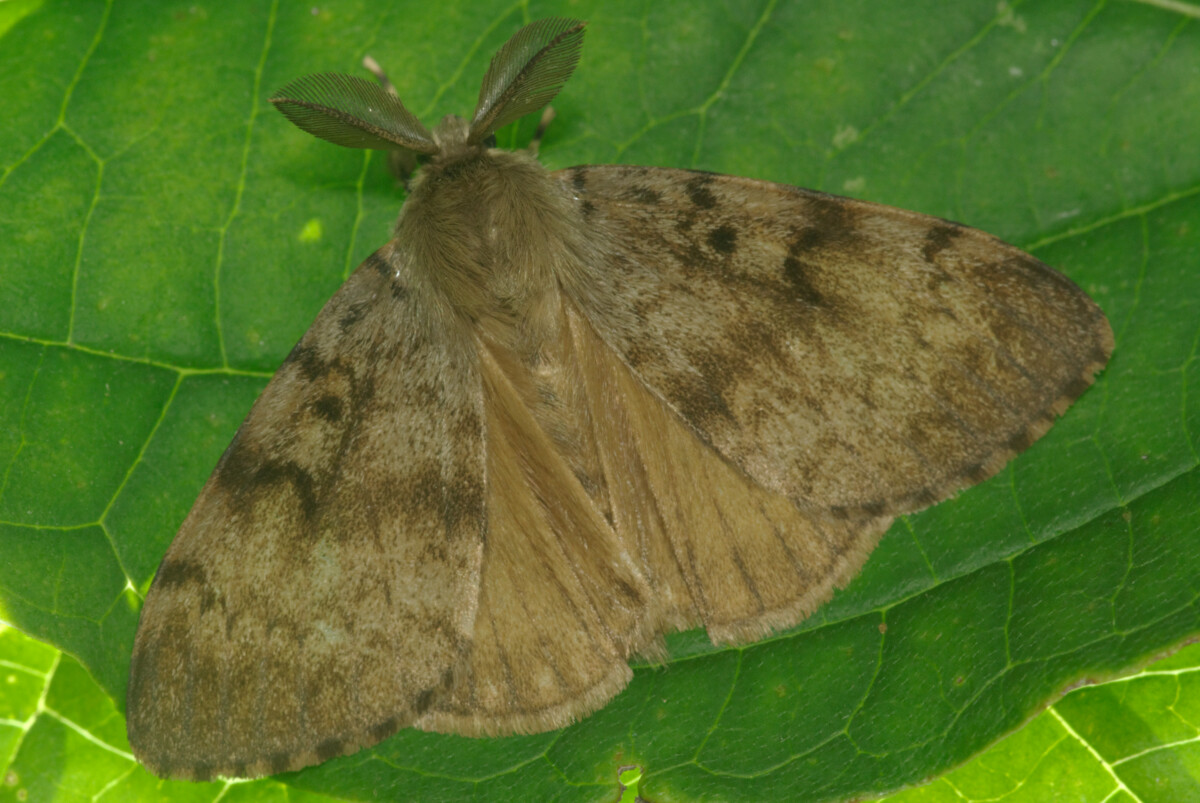 Male spongy moth.