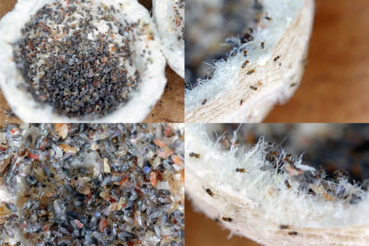 Photo collage of tiny trichogramma wasps used to control spongy moths.