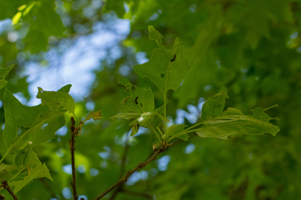 Spongy moth caterpillars eating oak leaves on a tree. 